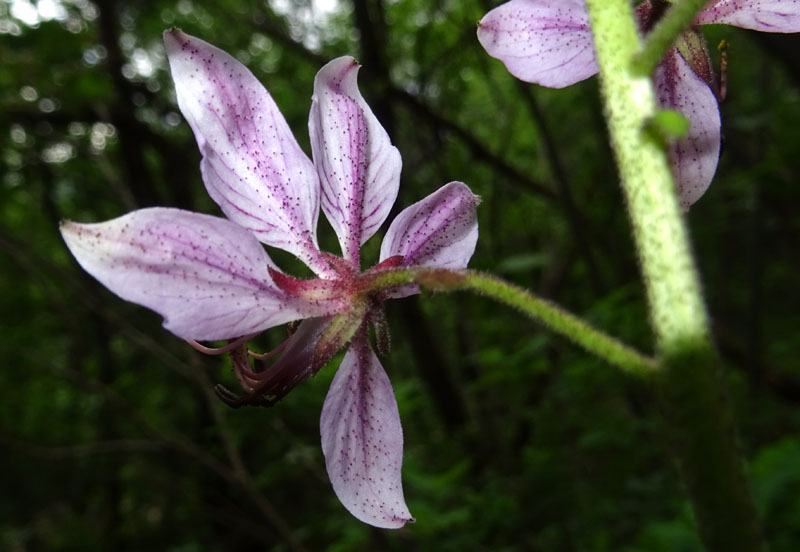 Dictamnus albus (Rutaceae)